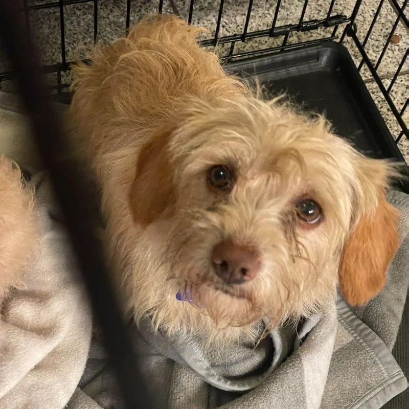 An adult small-sized male White / Cream Terrier dog named Bamba for adoption in San Francisco, CA