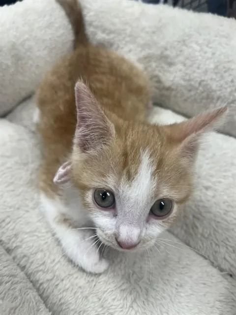 A baby small-sized female Domestic Short Hair cat named Ophelia for adoption in Fort Lauderdale, FL
