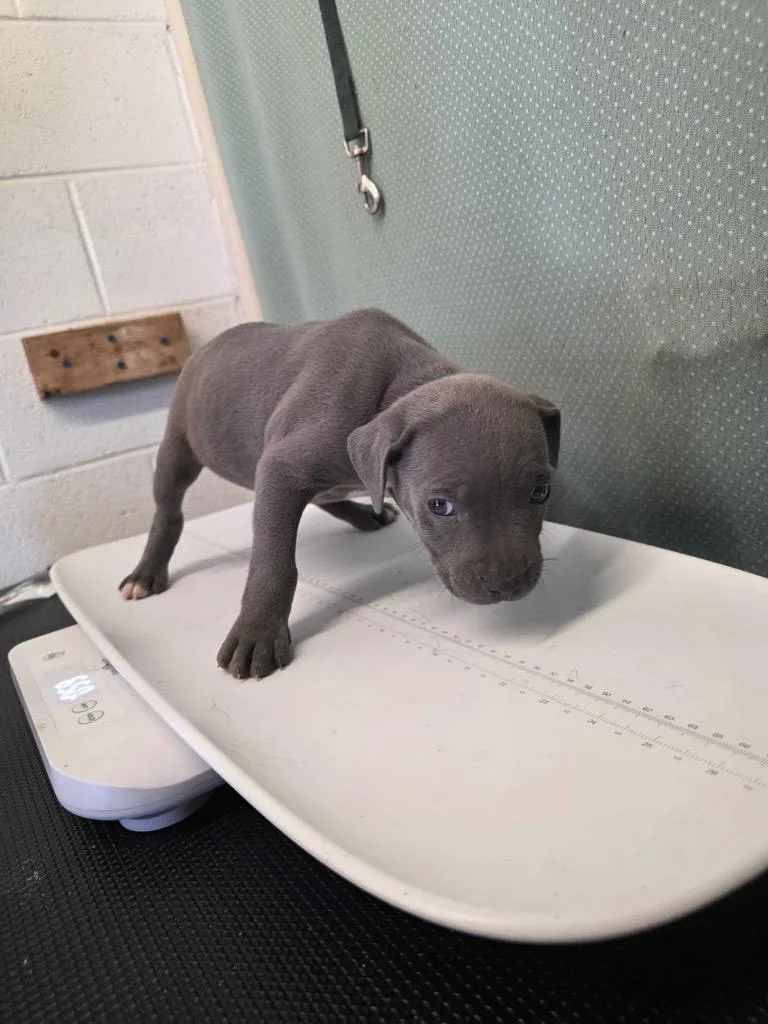 A baby large-sized female Pit Bull Terrier dog named Winnie for adoption in Chickamauga , GA