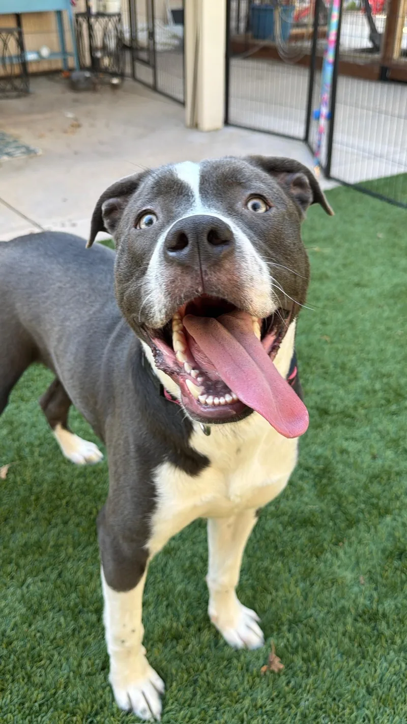 A young large-sized male Gray / Blue / Silver Pit Bull Terrier dog named Brody for adoption in Citrus Heights, CA