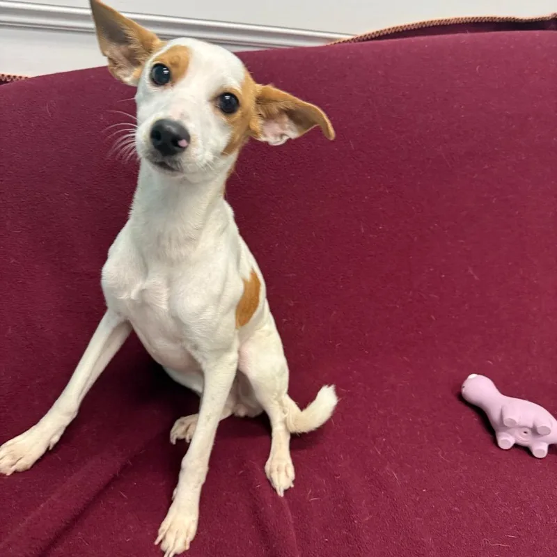 A young small-sized female White / Cream Chihuahua dog named Olive for adoption in Houston, TX