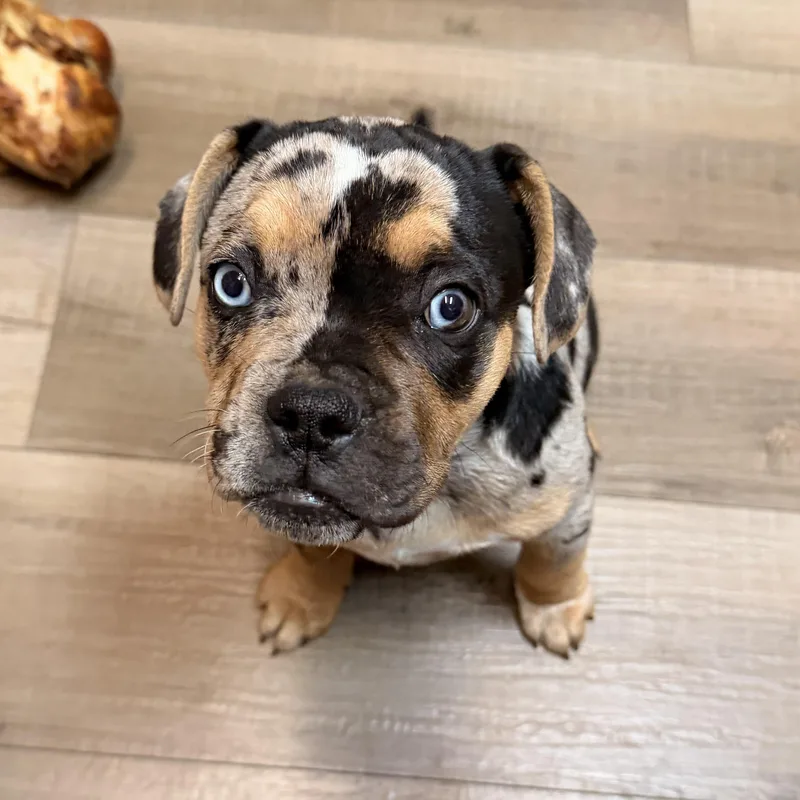 A baby medium-sized female Merle (Blue) French Bulldog dog named Icee for adoption in ontario, CA