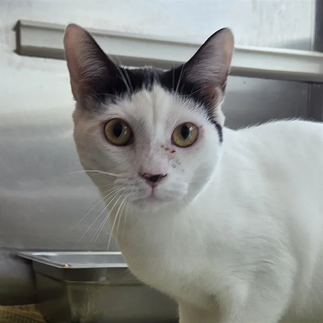 A young small-sized male Domestic Short Hair cat named Oscar for adoption in Centerville, MA