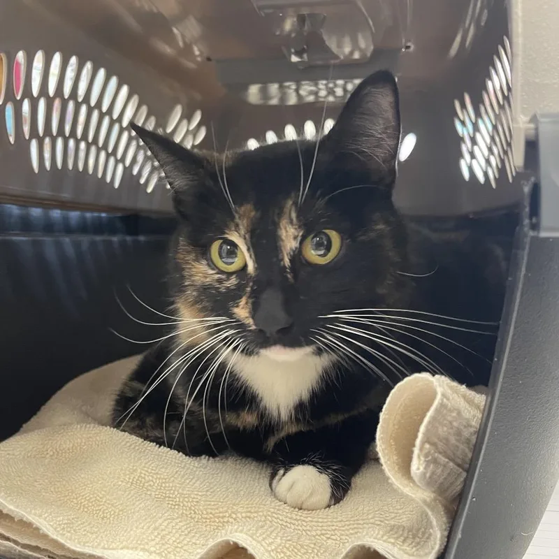 An adult medium-sized female Black Domestic Short Hair cat named Maggie Mae for adoption in Spokane, WA