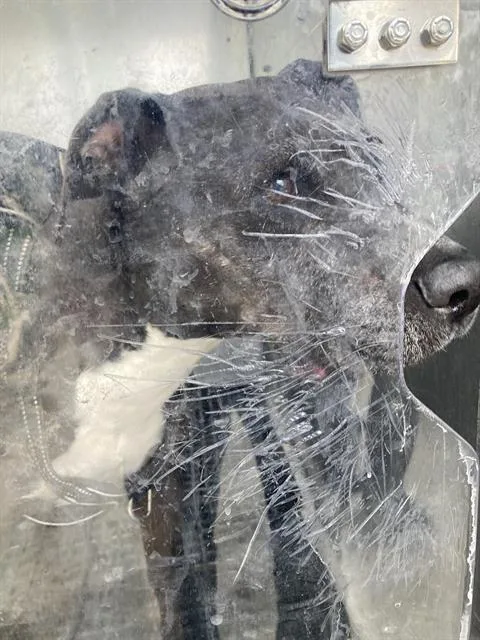 An adult large-sized female Mixed Breed dog named Liza for adoption in Dallas, TX