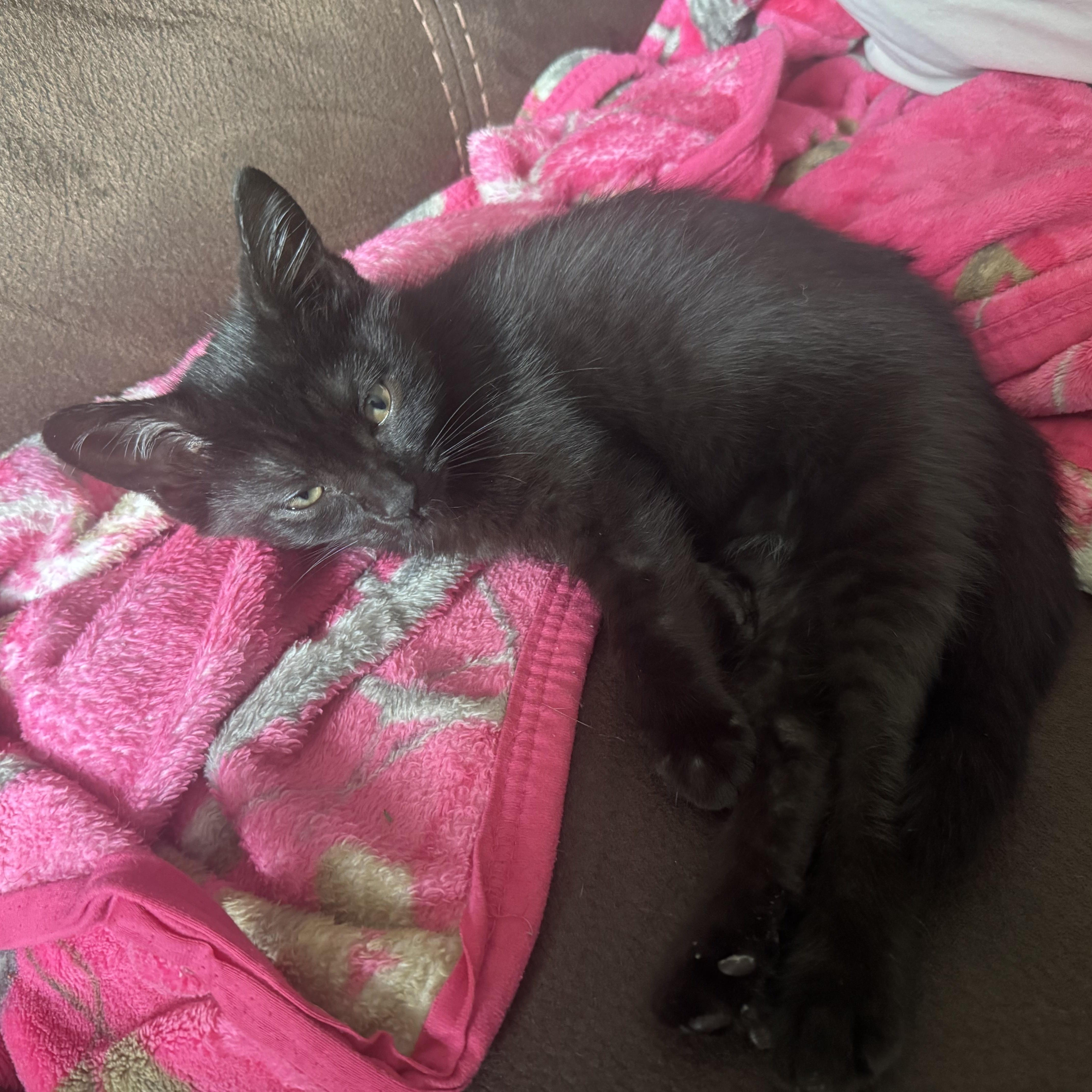 A baby medium-sized female Black Domestic Short Hair cat named Azula for adoption in Wyandotte, MI