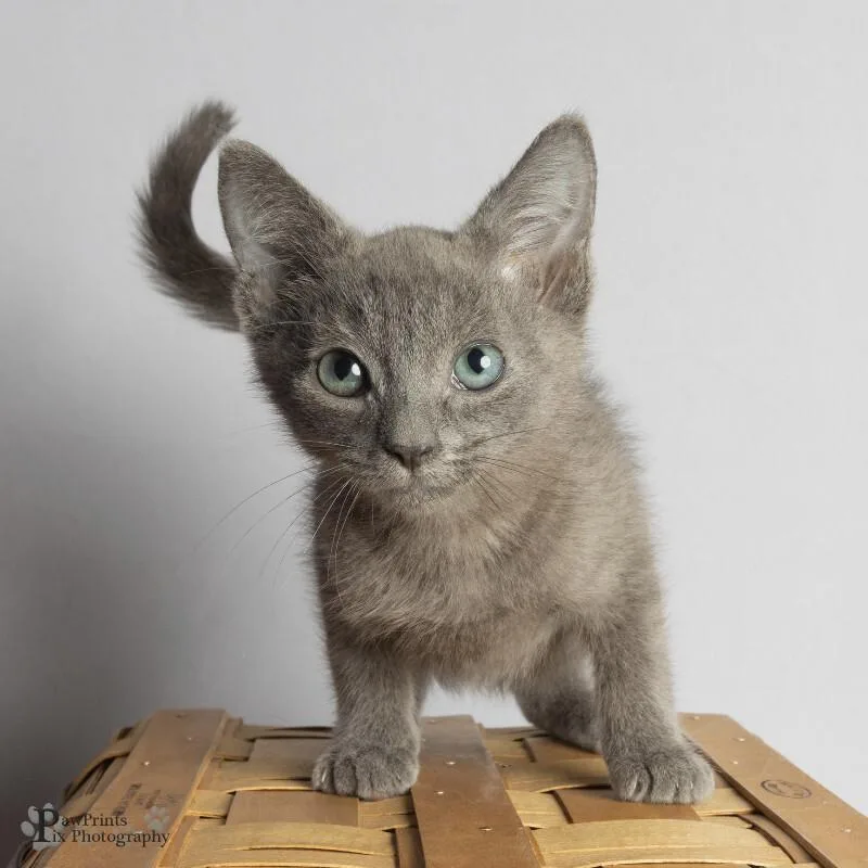 A young medium-sized male Gray / Blue / Silver Domestic Short Hair cat named Kelso for adoption in Maryville, TN