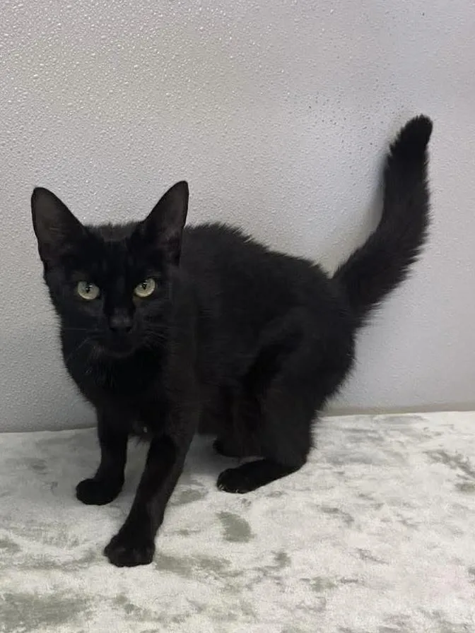 An adult small-sized female Black Domestic Short Hair cat named Carly for adoption in Osgood, IN