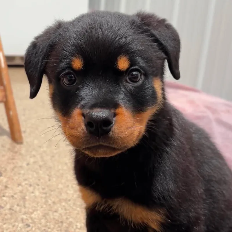 A baby large-sized female Rottweiler dog named Honeydew for adoption in Valparaiso, IN