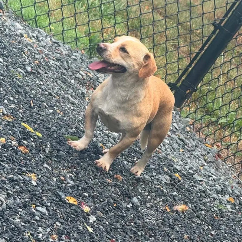 An adult small-sized male Yellow / Tan / Blond / Fawn Dachshund dog named Dudley for adoption in Walnut Cove, NC