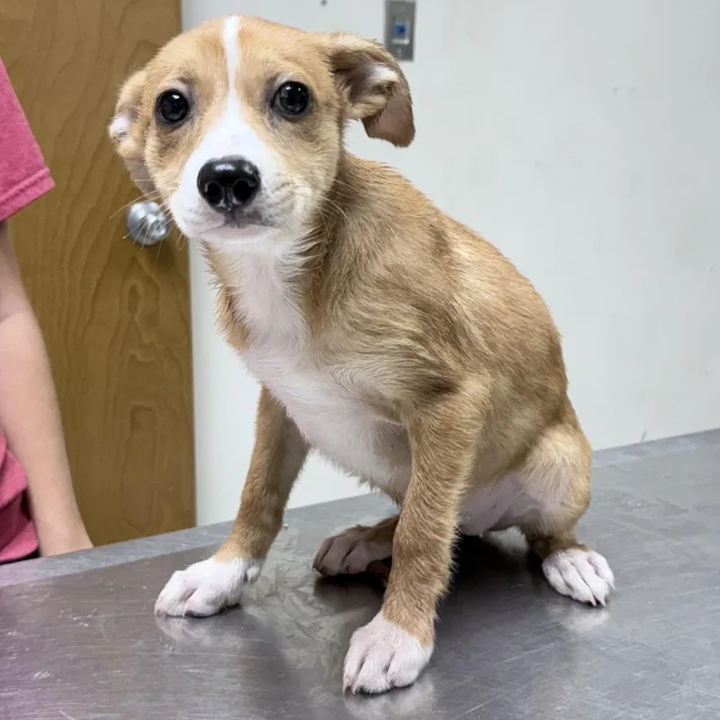 A baby small-sized female Yellow / Tan / Blond / Fawn Spitz dog named Ziti for adoption in Tyler, TX