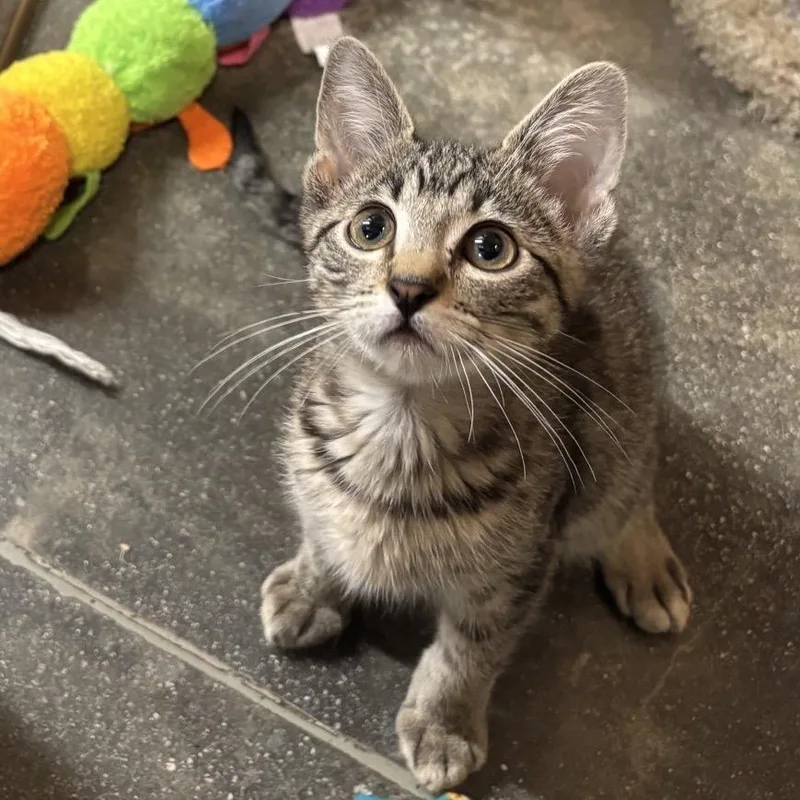 A baby small-sized male Brown / Chocolate Domestic Short Hair cat named Fry for adoption in Hemet, CA