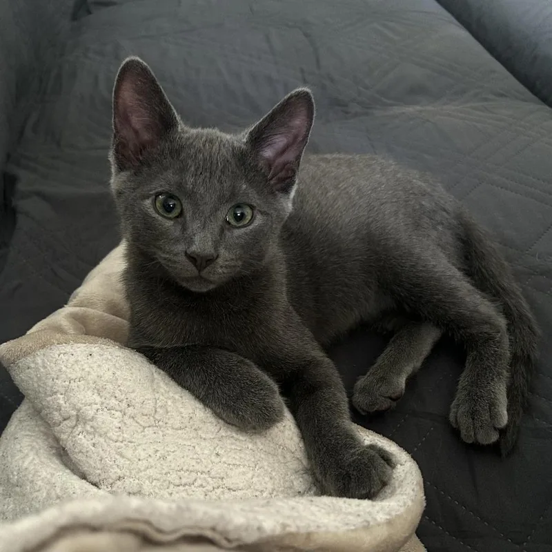 A baby small-sized male Gray / Blue / Silver Domestic Short Hair cat named LaMancha for adoption in St. Louis, MO
