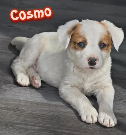 Cosmo