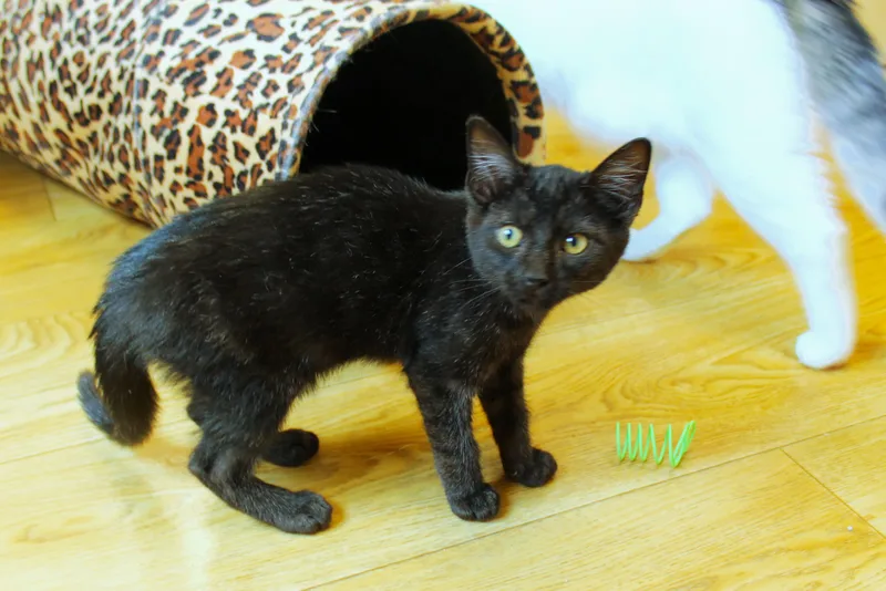 A baby medium-sized male Black Domestic Short Hair cat named Ramis for adoption in Urbana, OH