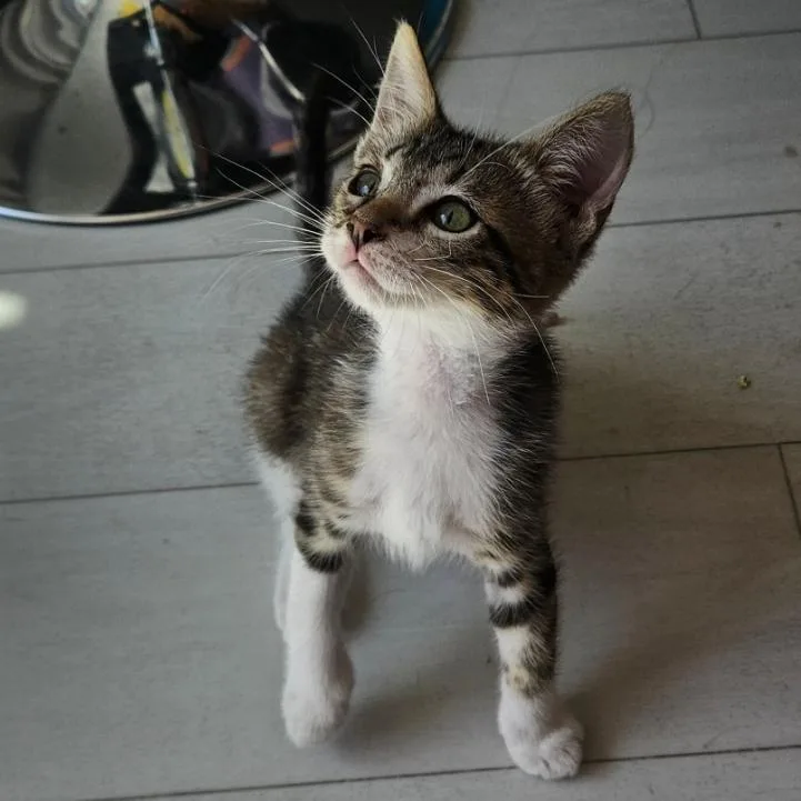 A baby small-sized male Brown / Chocolate Domestic Short Hair cat named Bush for adoption in Westminster, CA