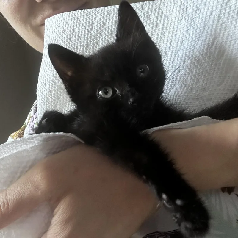 A baby small-sized female Black Domestic Medium Hair cat named Cardi B for adoption in Brooklyn, NY