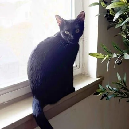 A baby small-sized female Black Domestic Short Hair cat named Queen for adoption in Atlanta, GA