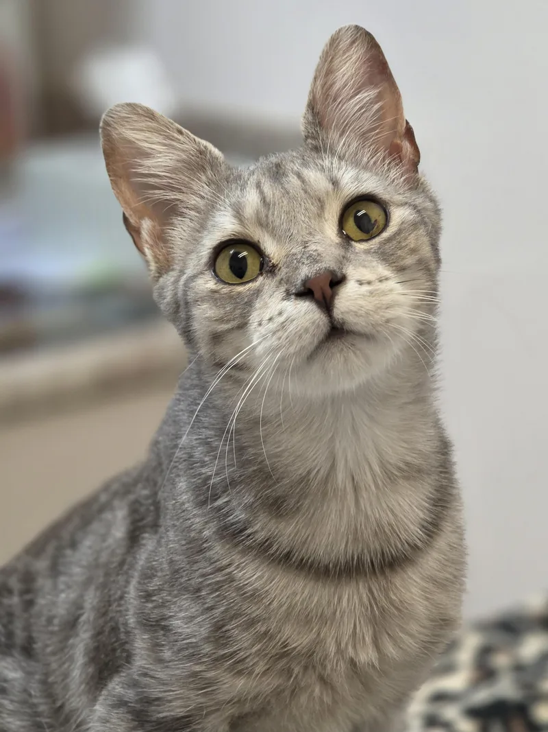 A young small-sized male Tabby (Gray / Blue / Silver) Domestic Short Hair cat named Arthur for adoption in Johnson City, TN