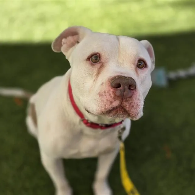 An adult large-sized male Pit Bull Terrier dog named Big Mac for adoption in Las Vegas, NV