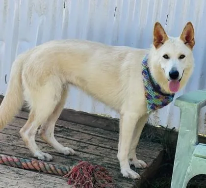 A young large-sized female Siberian Husky dog named Daenerys $ for adoption in Seneca, SC