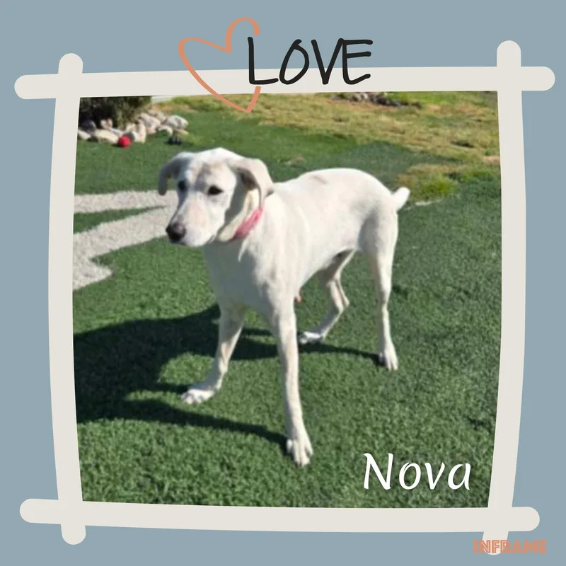 Nova