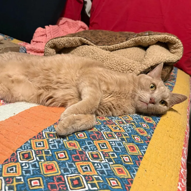 A senior large-sized male Orange / Red Domestic Short Hair cat named Echo for adoption in Jacksonville, FL