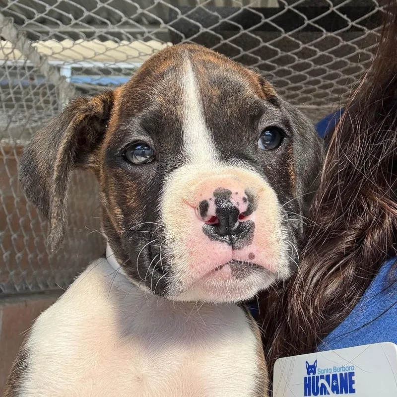 A baby small-sized female White / Cream Boxer dog named Papaya for adoption in Santa Barbara, CA