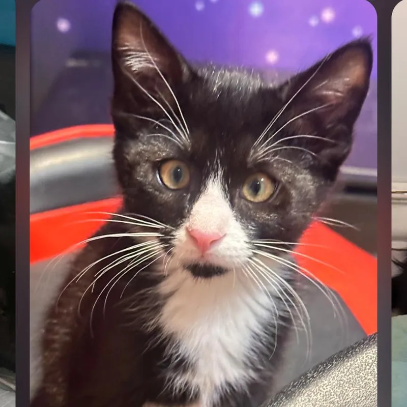 A baby small-sized male Black Domestic Short Hair cat named Botato for adoption in Layton, UT