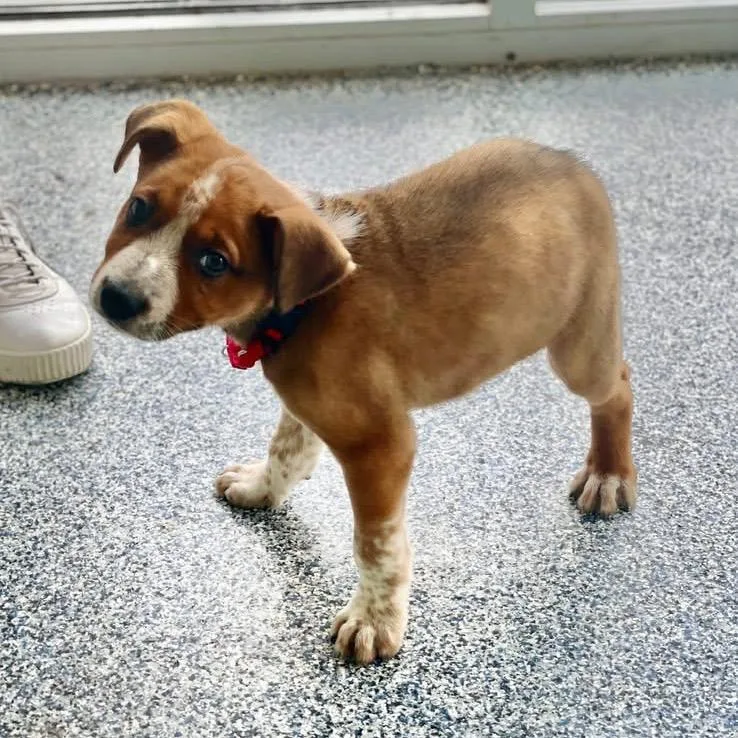 A baby small-sized male Brown / Chocolate Mixed Breed dog named Sylvester for adoption in Fredericksburg, VA