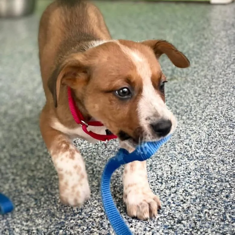 Sylvester thumbnail 2