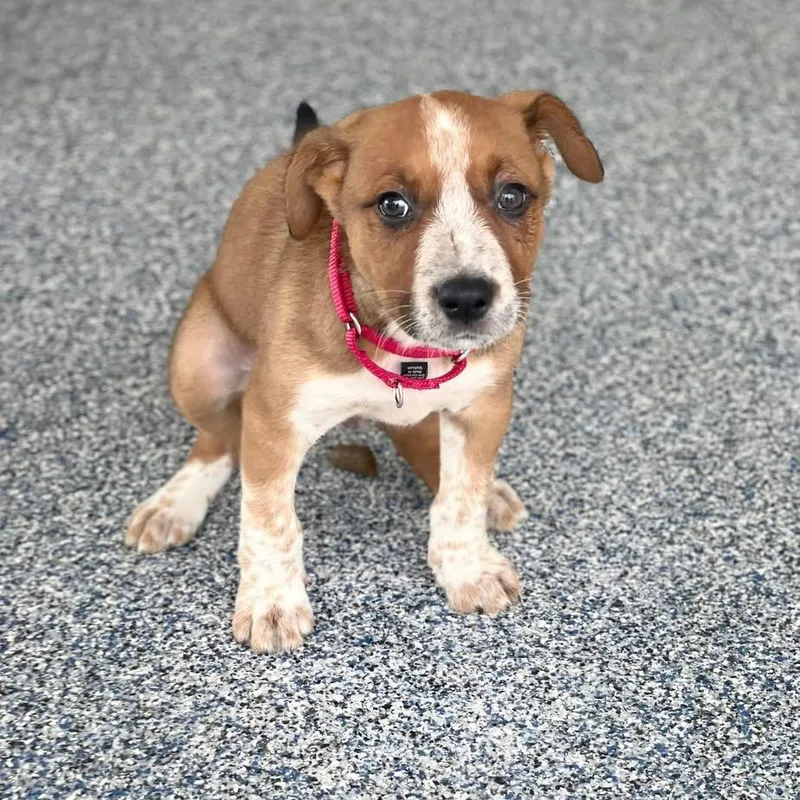 Sylvester thumbnail 3