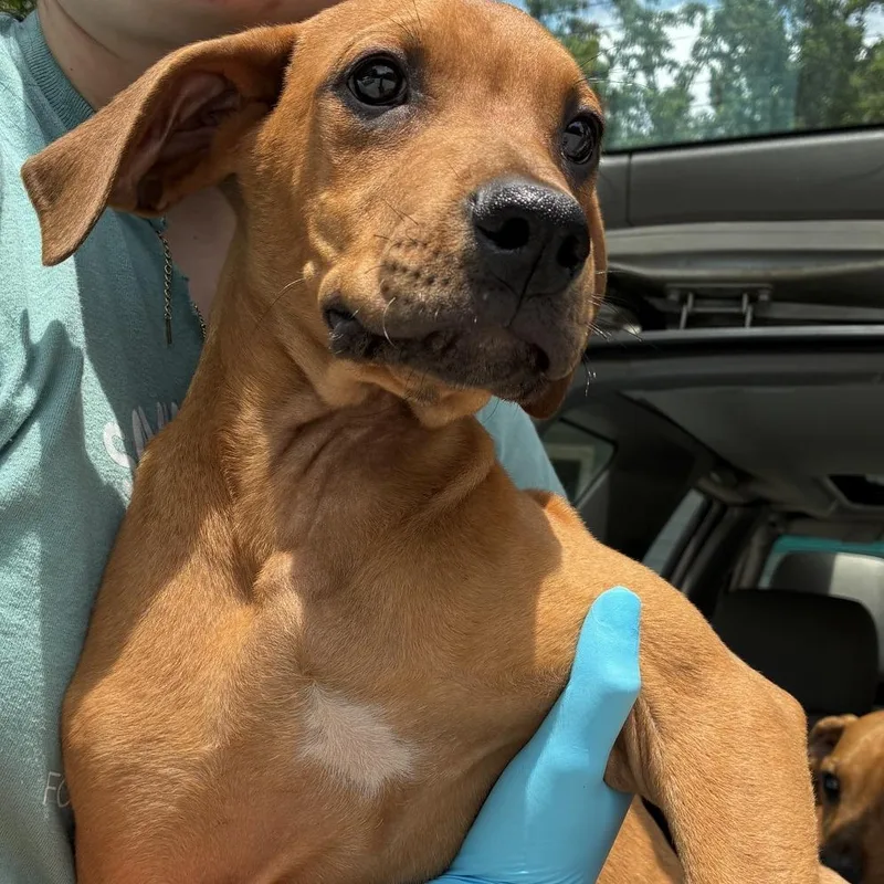 A baby small-sized male Brown / Chocolate Boxer dog named Simba for adoption in Columbus, NC