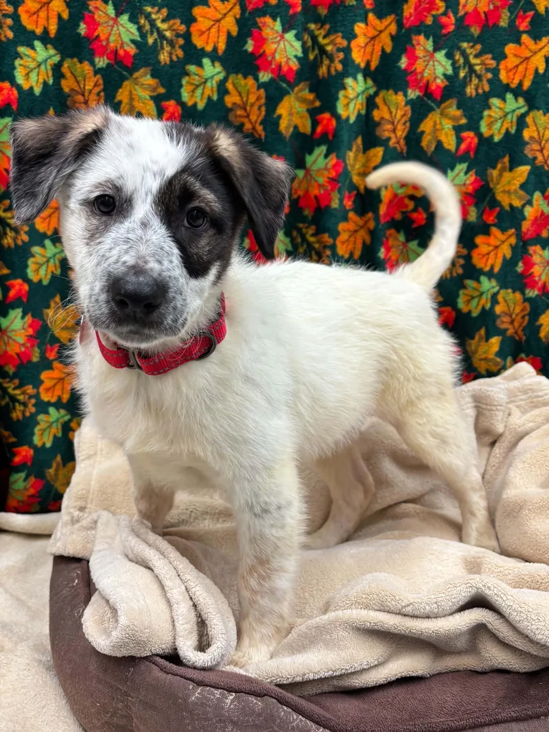 A baby medium-sized male Brown / Chocolate Border Collie dog named Grub for adoption in Grants Pass, OR