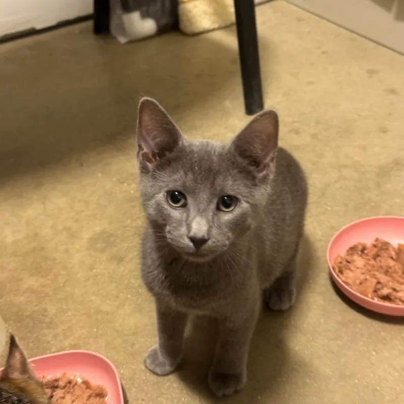 A baby small-sized male Gray / Blue / Silver Domestic Short Hair cat named Jimothy for adoption in York, PA