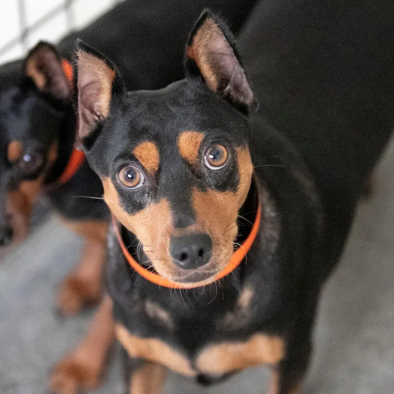 An adult small-sized female Miniature Pinscher dog named Trixie for adoption in Peyton, CO