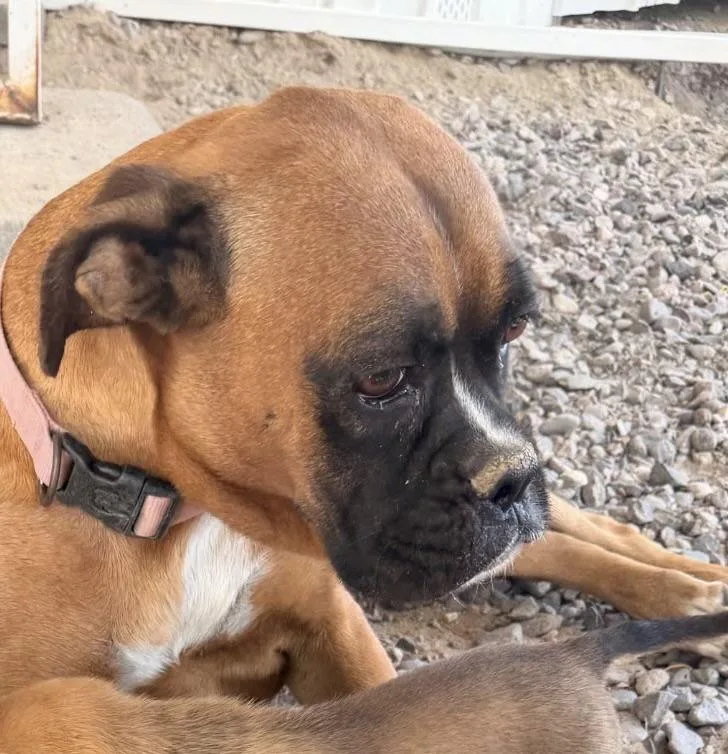 An adult medium-sized female Tricolor (Brown, Black, & White) Boxer dog named Precious for adoption in Deming, NM