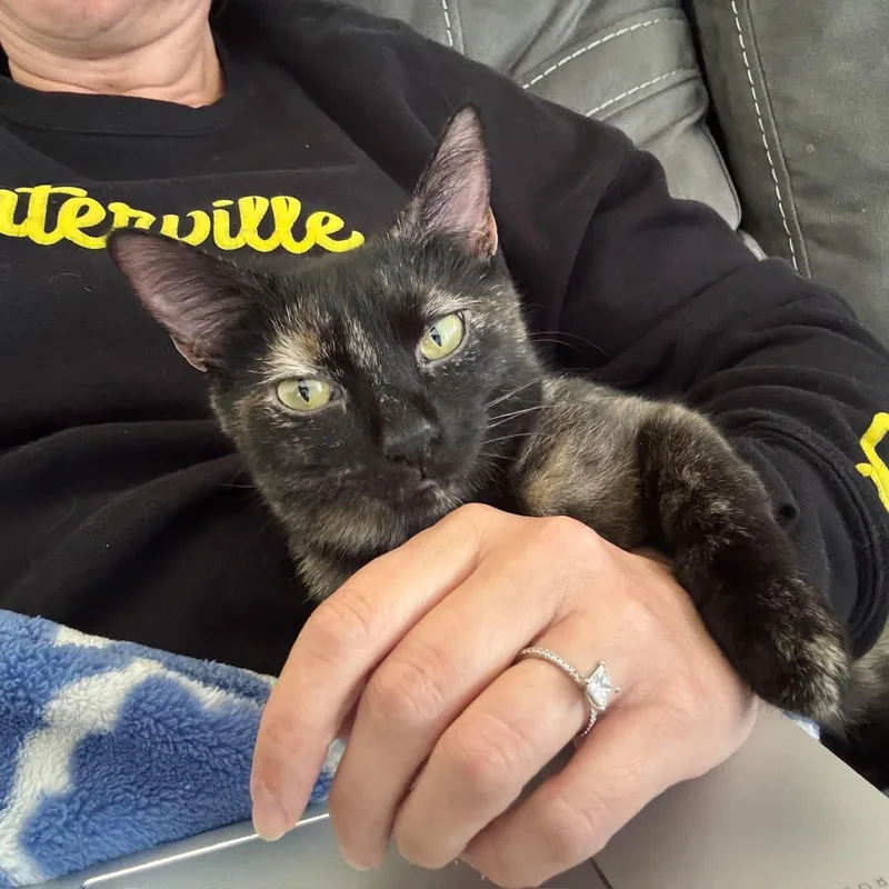 A young medium-sized female Tortoiseshell cat named Lola for adoption in Fairborn, OH