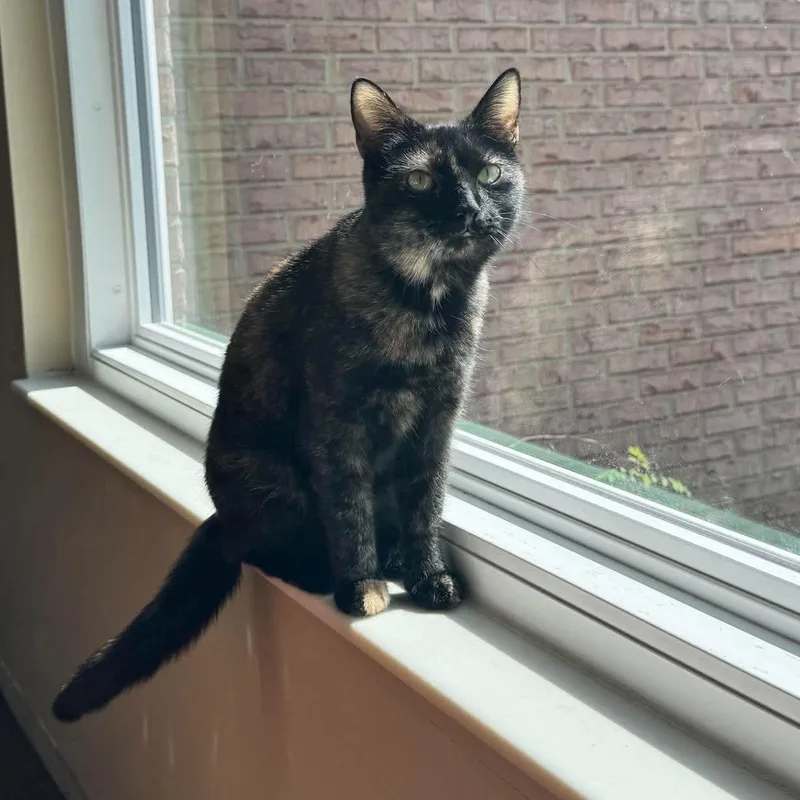 Lola thumbnail 2