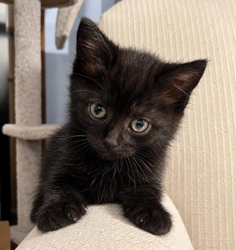 A baby medium-sized female Domestic Short Hair cat named Mica for adoption in Bethel, CT