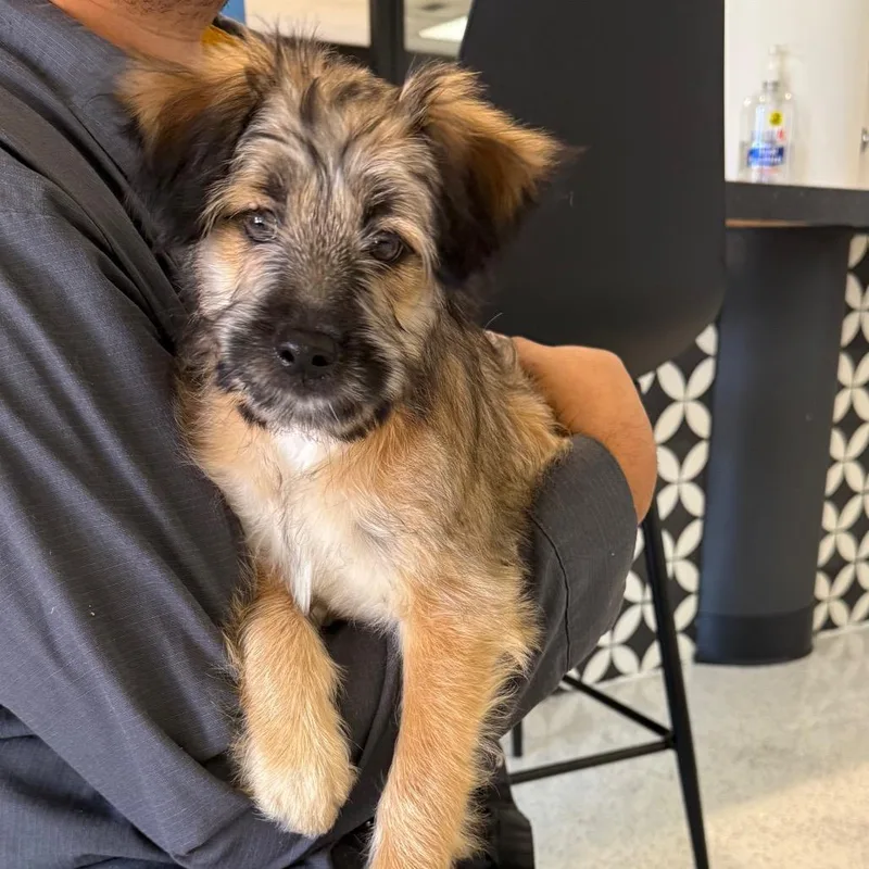 A baby small-sized female Brown / Chocolate Border Terrier dog named Snickers for adoption in Mission Hills, CA