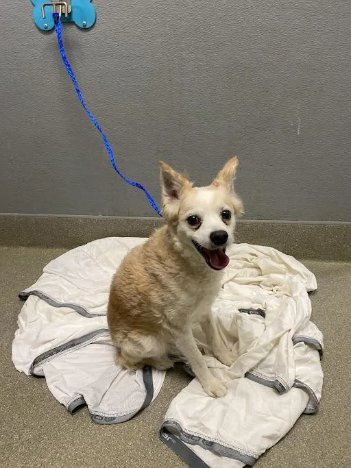 An adult small-sized male Chihuahua dog named Charlie for adoption in Las Vegas, NV