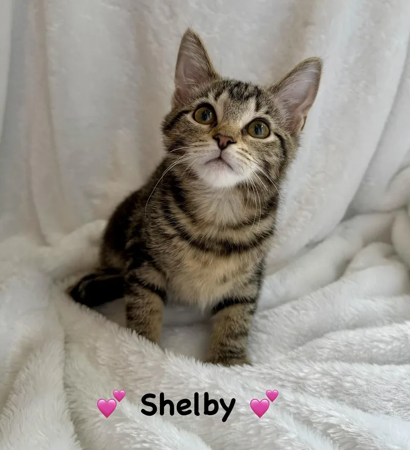 A baby medium-sized female Tabby (Brown / Chocolate) Domestic Short Hair cat named Shelby for adoption in Copley, OH