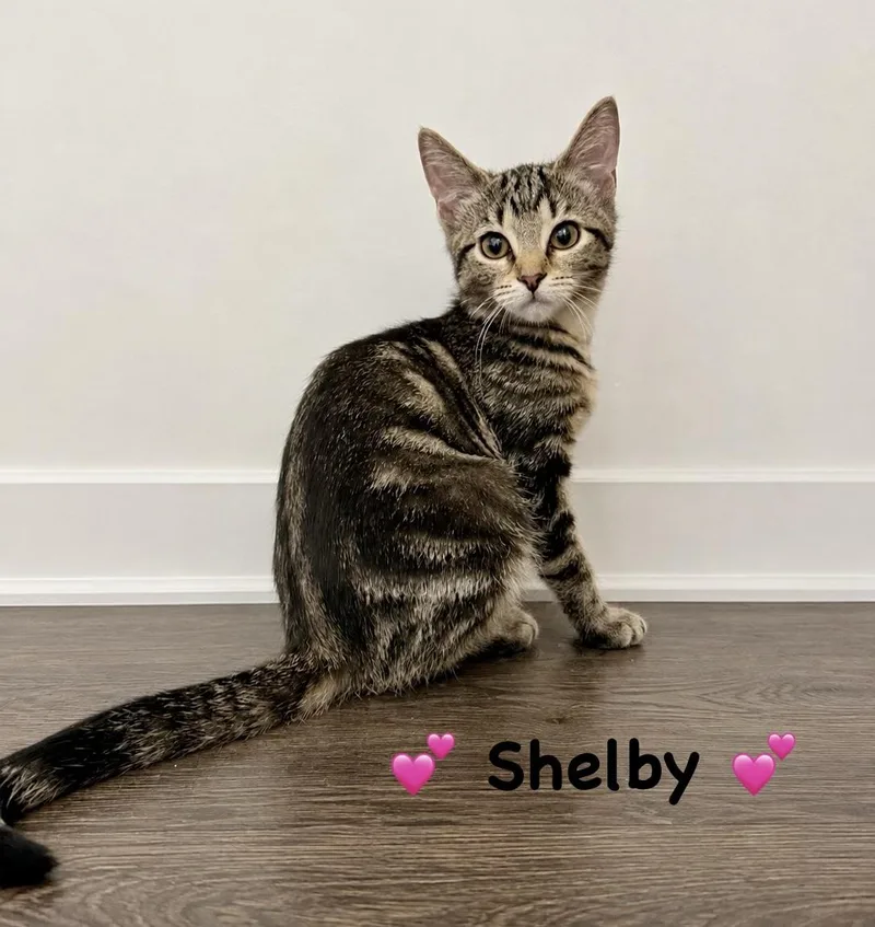Shelby thumbnail 3