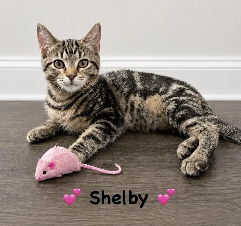 Shelby thumbnail 4