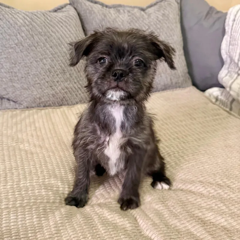 A baby small-sized female Black Shih Tzu dog named Shirley for adoption in Agoura Hills, CA