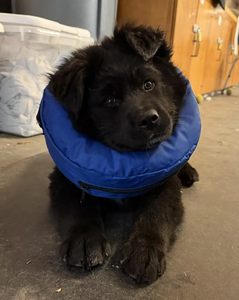 A baby large-sized male Black Newfoundland Dog dog named Yogi Bear for adoption in Snoqualmie, WA