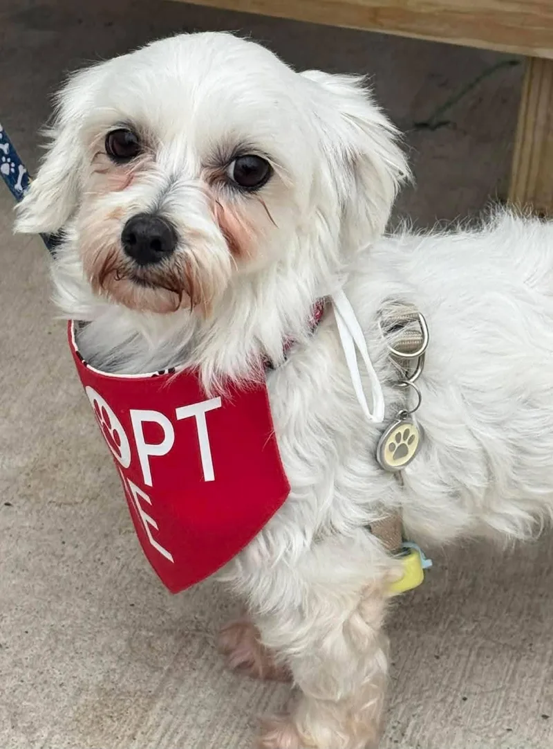 An adult small-sized female White / Cream Maltese dog named Belle for adoption in North Olmsted, OH
