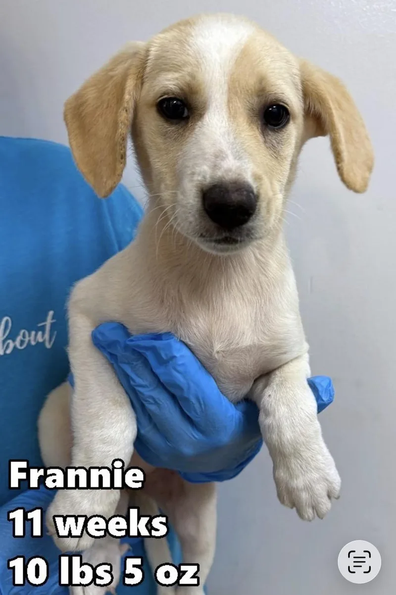 A baby medium-sized female White / Cream Greyhound dog named Frannie Frances for adoption in Wonder Lake, IL