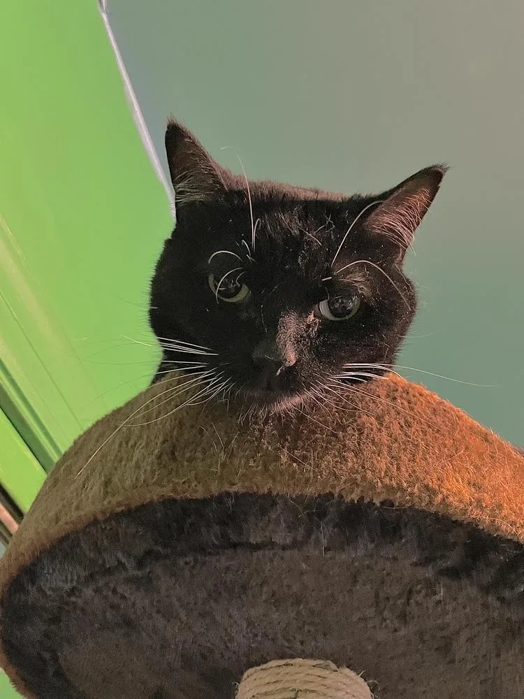An adult medium-sized female Black & White / Tuxedo Domestic Short Hair cat named Opal for adoption in Chicago, IL